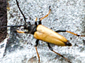 Stictoleptura rubra